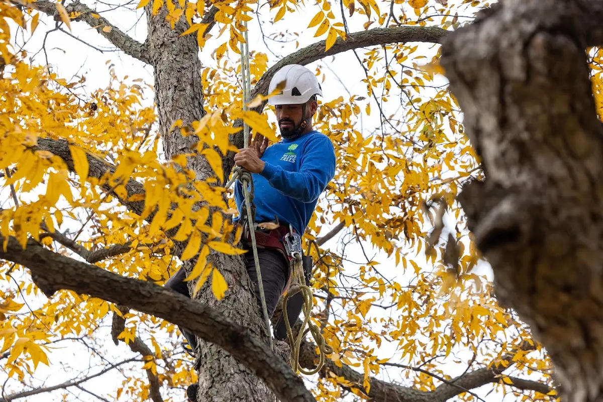 Skilled Tree Transplanting crew working in Cross Village
