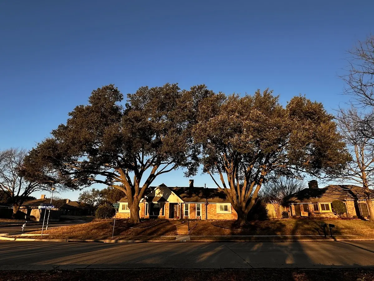 Established residential canopy tree shading a home in Cross Village